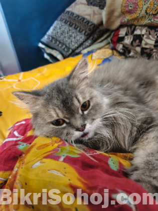 Persian pregnant female cat